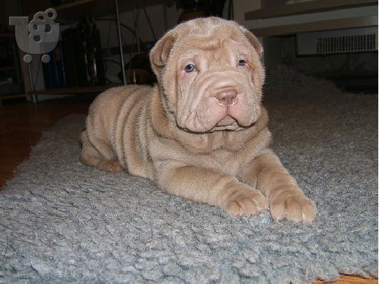 PoulaTo: Shar Pei κουτάβι